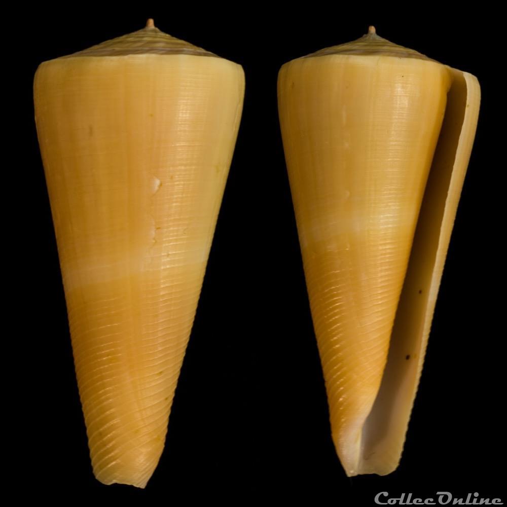 Virgiconus kintoki (Habe & Kosuge, 1970) coquillage fossile gastropodum virgiconus kintoki habe kosuge 1970