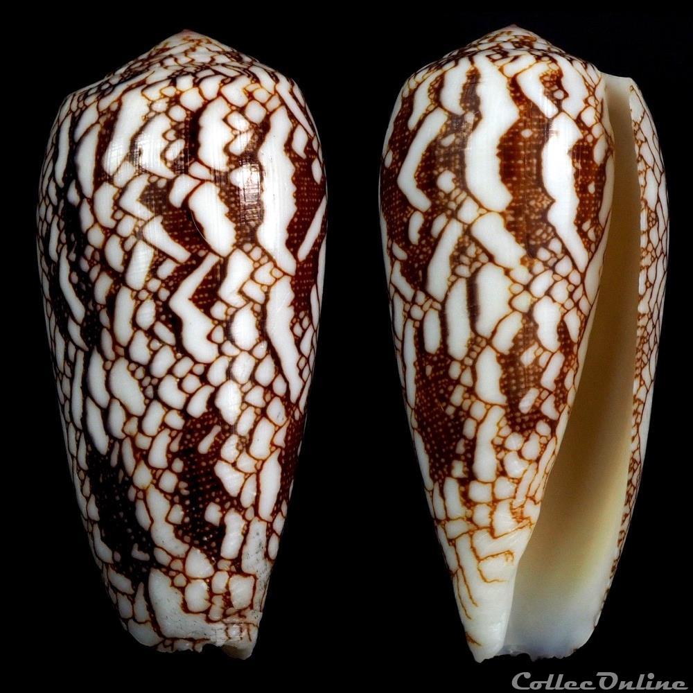 Darioconus pennaceus episcopus f. mauritiensis (Lauer, 1990) coquillage fossile gastropodum darioconus pennaceus episcopus f mauritiensis lauer 1990