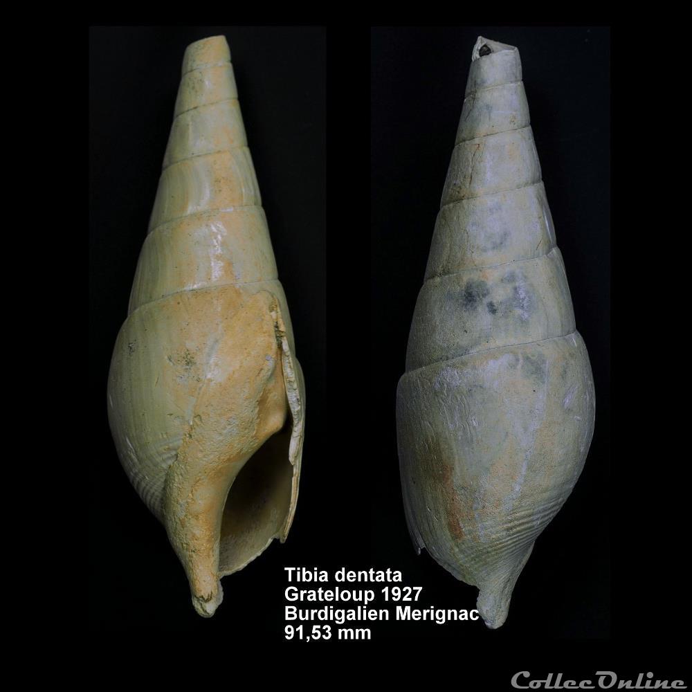 Tibia dentata, Grateloup 1927 coquillage fossile invertebre tibia dentata grateloup 1927
