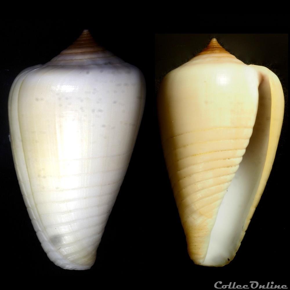 Phasmoconus (Phasmoconus) parius (Reeve, 1844) coquillage fossile gastropodum phasmoconus phasmoconus parius reeve 1844