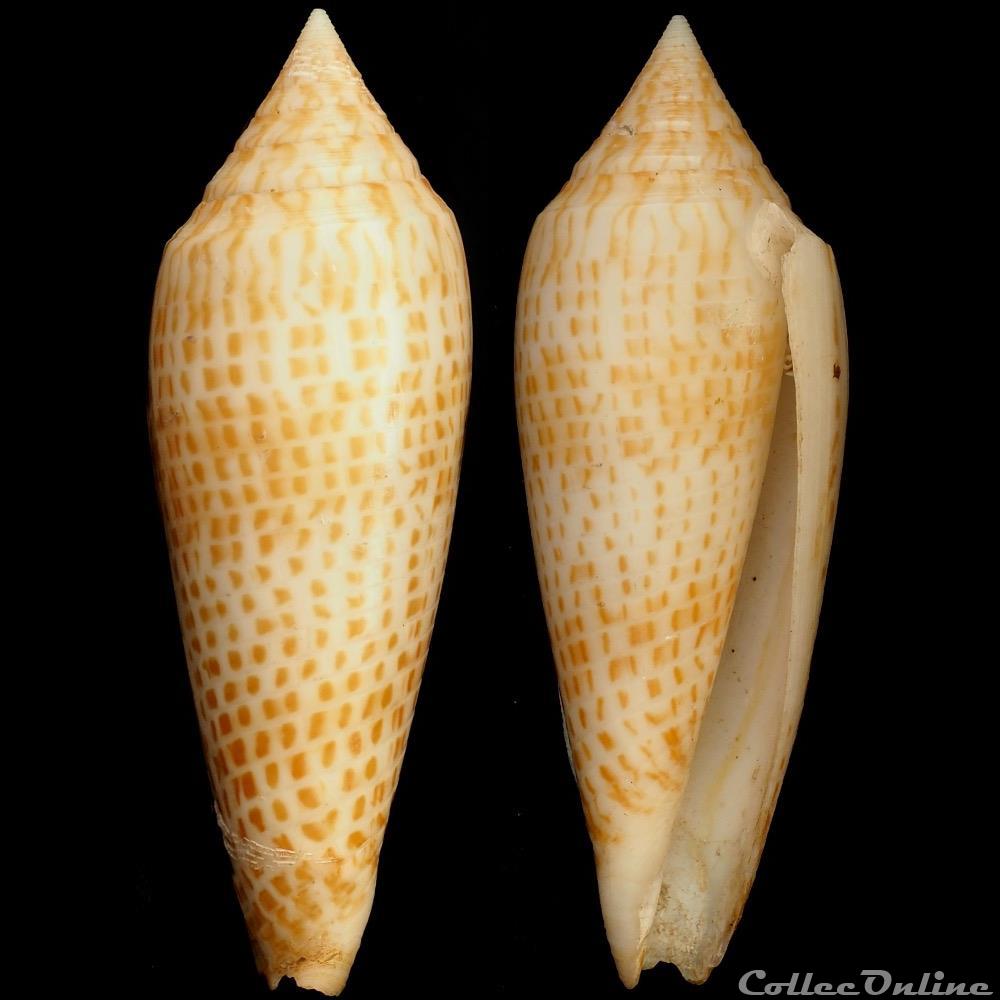 coquillage fossile gastropodum phasmoconus phasmoconus ranonganus da motta 1978