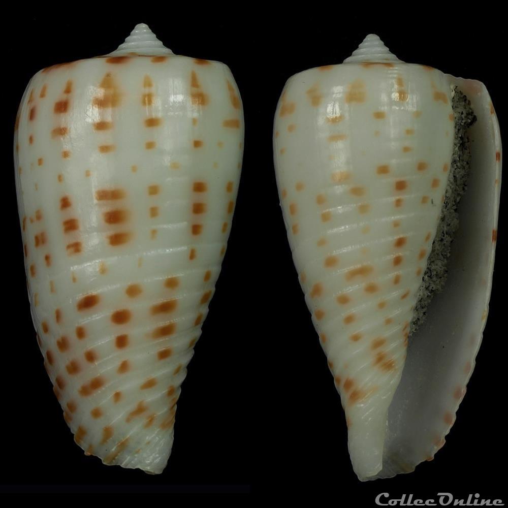 Phasmoconus (Phasmoconus) blanfordianus (Crosse, 1867) coquillage fossile gastropodum phasmoconus phasmoconus blanfordianus crosse 1867