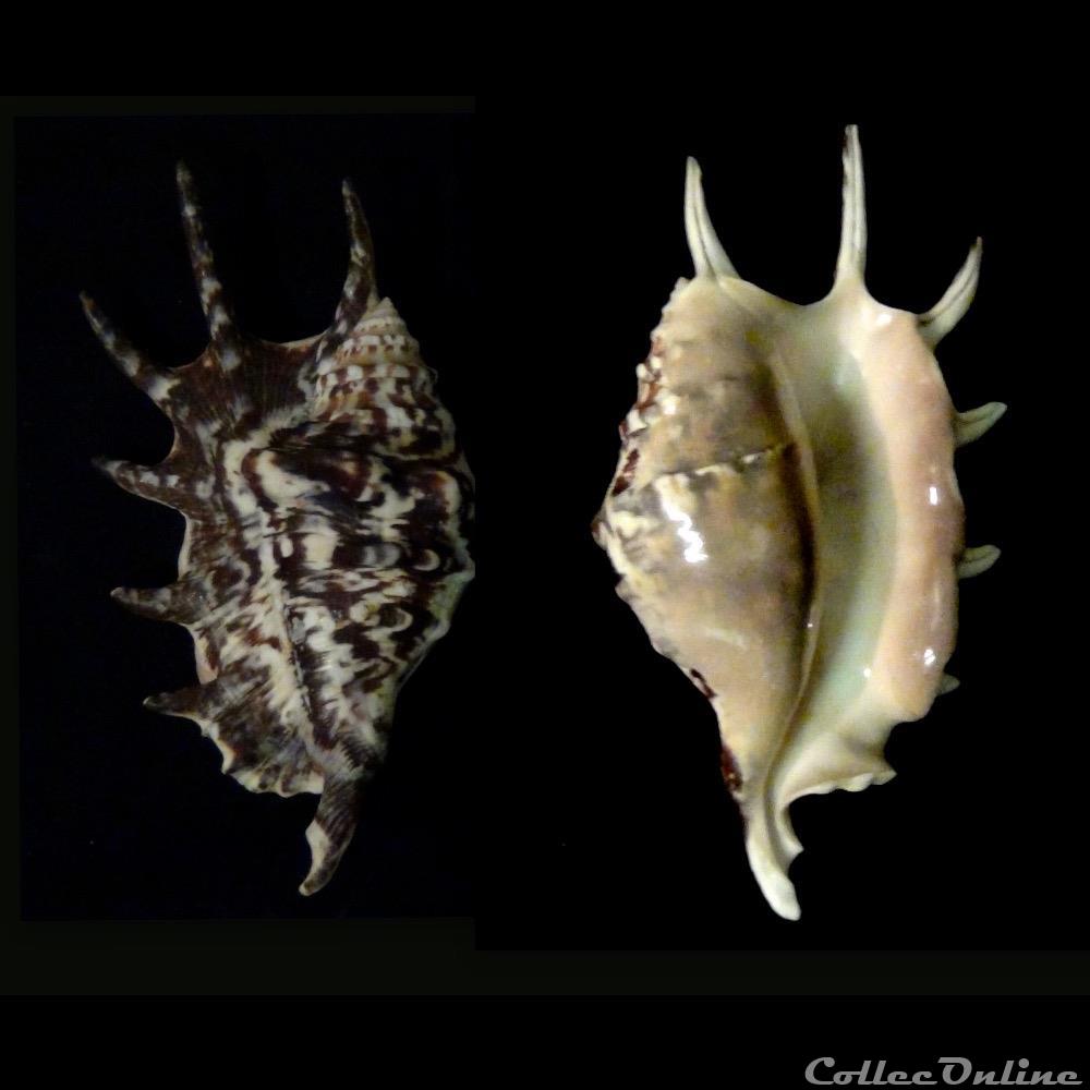 coquillage fossile gastropodum lambis lambis linnaeus 1758
