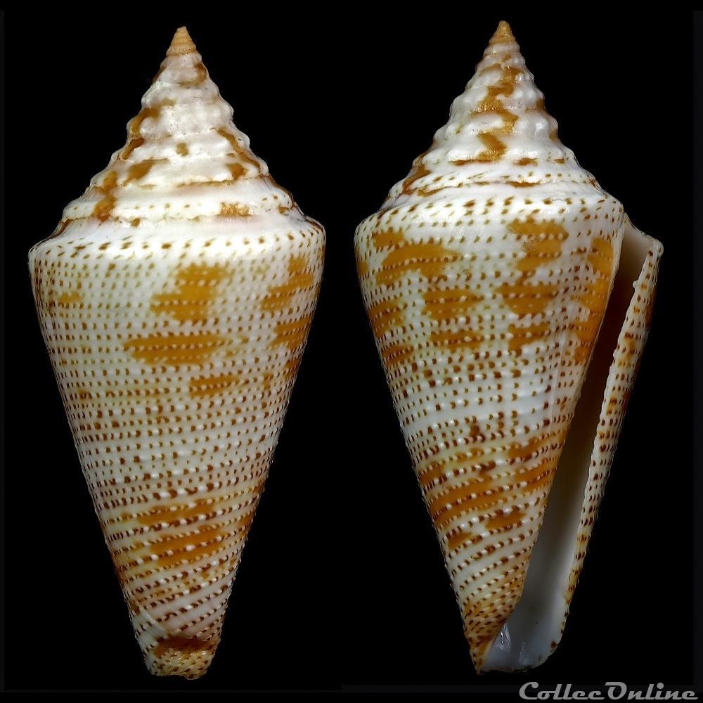 Tenorioconus granarius (Kiener, 1845) coquillage fossile gastropodum tenorioconus granarius kiener 1845