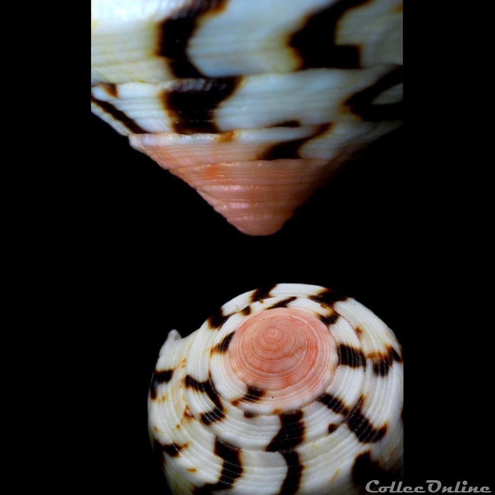 Pionoconus magus (Linnaeus, 1758) coquillage fossile gastropodum pionoconus magus linnaeus 1758