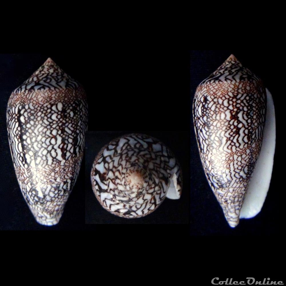 Cylindrus cholmondeleyi (Melvill, 1900) coquillage fossile gastropodum cylindrus cholmondeleyi melvill 1900