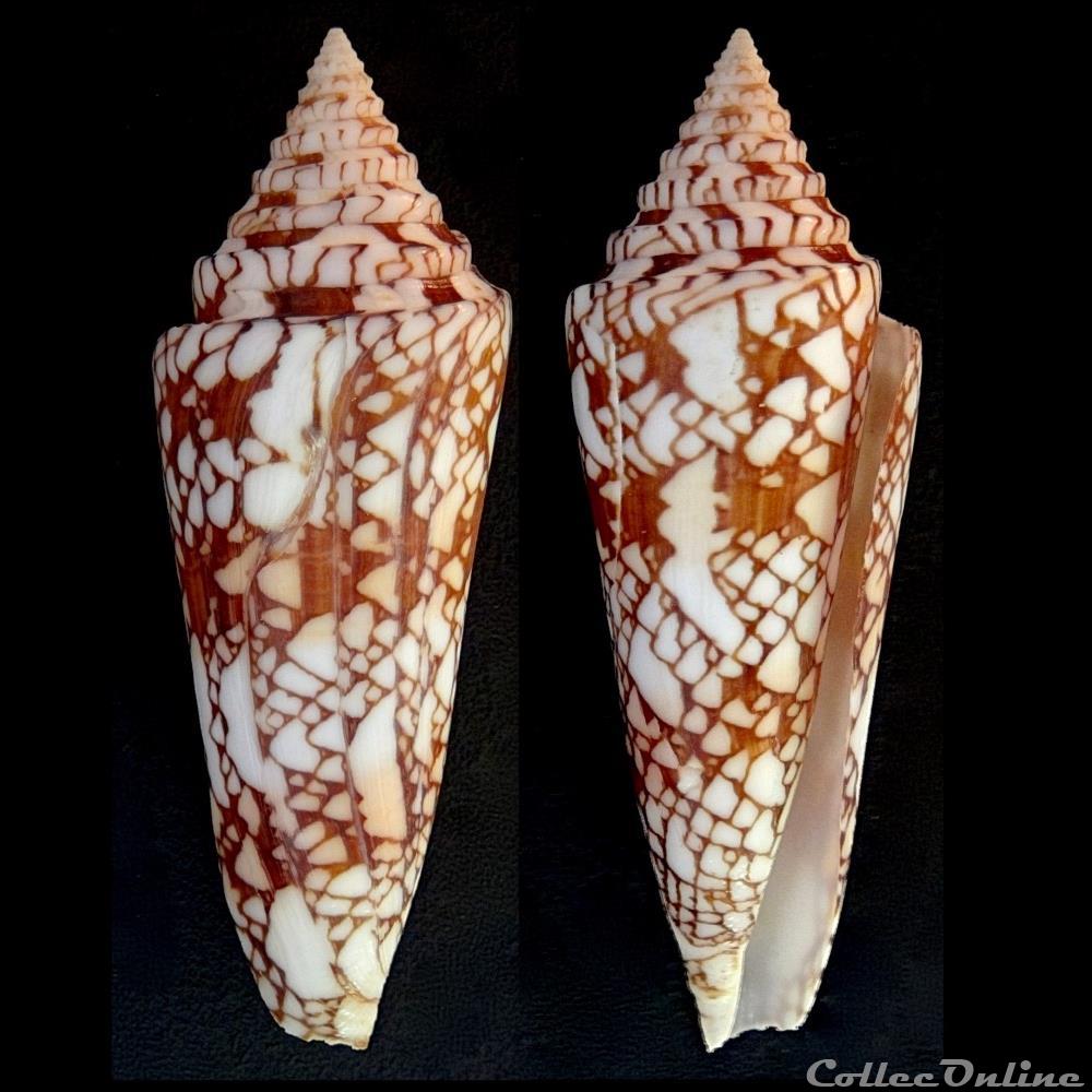 Leptoconus milneedwardsi clytospira (Melvill & Standen, 1899) coquillage fossile gastropodum leptoconus milneedwardsi clytospira melvill standen 1899