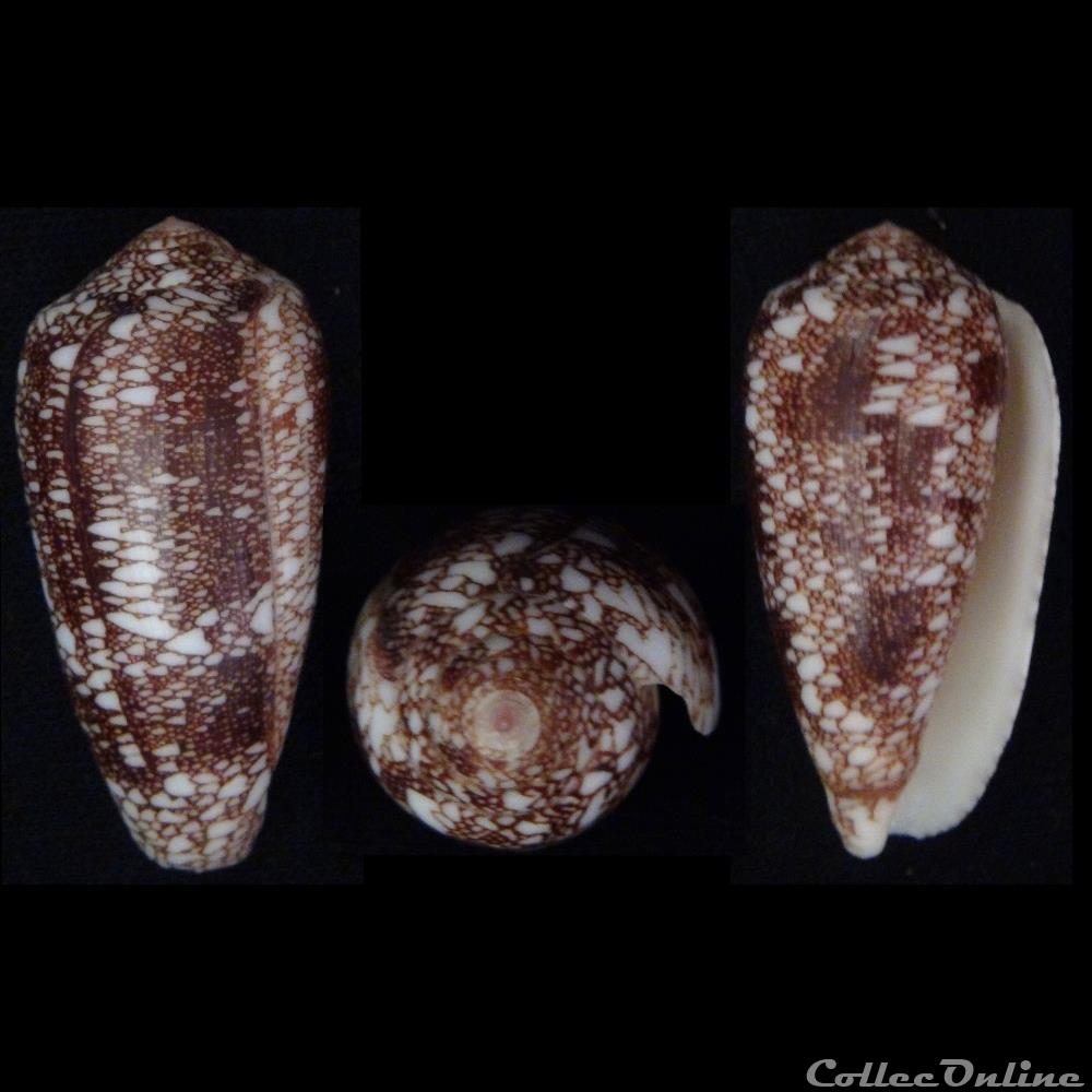 Cylindrus canonicus (Hwass, 1792) coquillage fossile gastropodum cylindrus canonicus hwass 1792