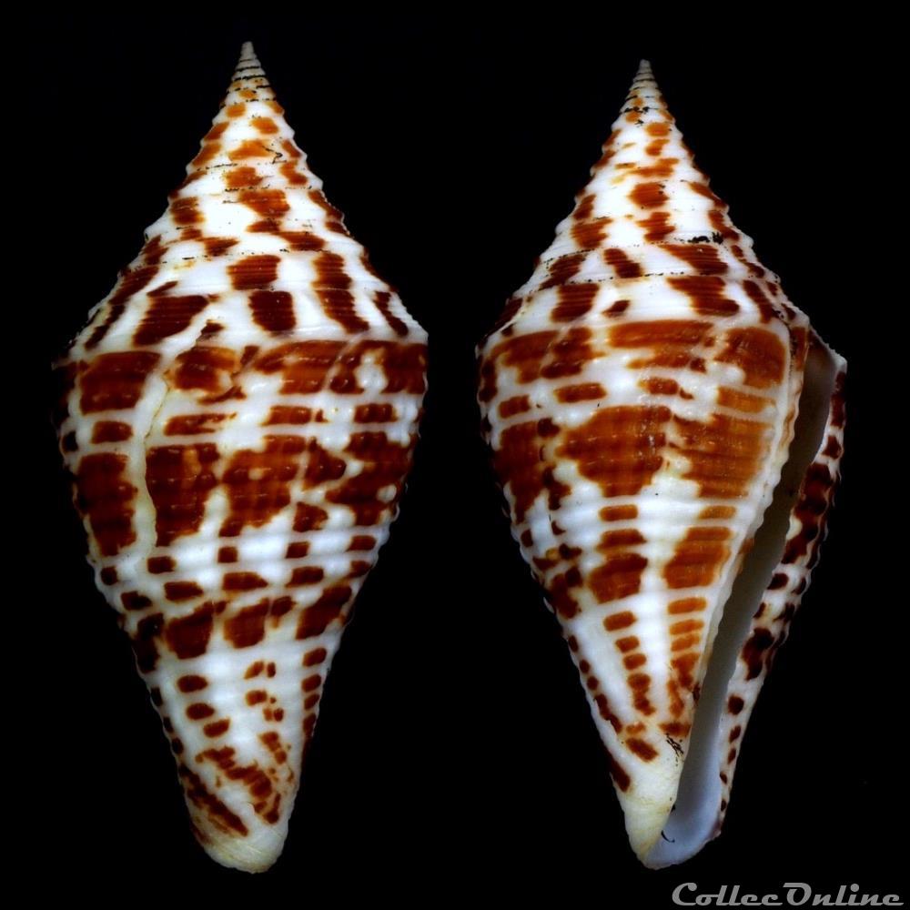 Turriconus (Turriconus) praecellens (A. Adams, 1855) coquillage fossile gastropodum turriconus turriconus praecellens a adams 1855