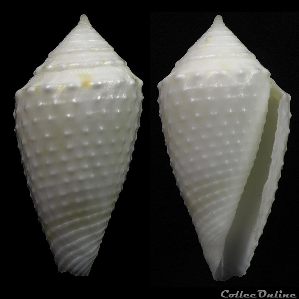Jaspidiconus (jaspidiconus) cf. verrucosus coquillage fossile gastropodum jaspidiconus jaspidiconus cf verrucosus