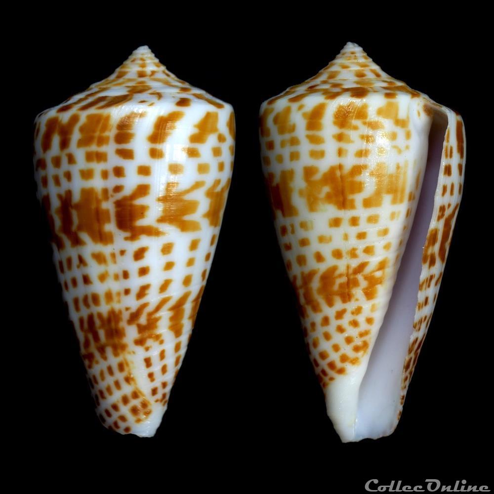 Phasmoconus (Phasmoconus) inscriptus (Reeve, 1843) coquillage fossile gastropodum phasmoconus phasmoconus inscriptus reeve 1843