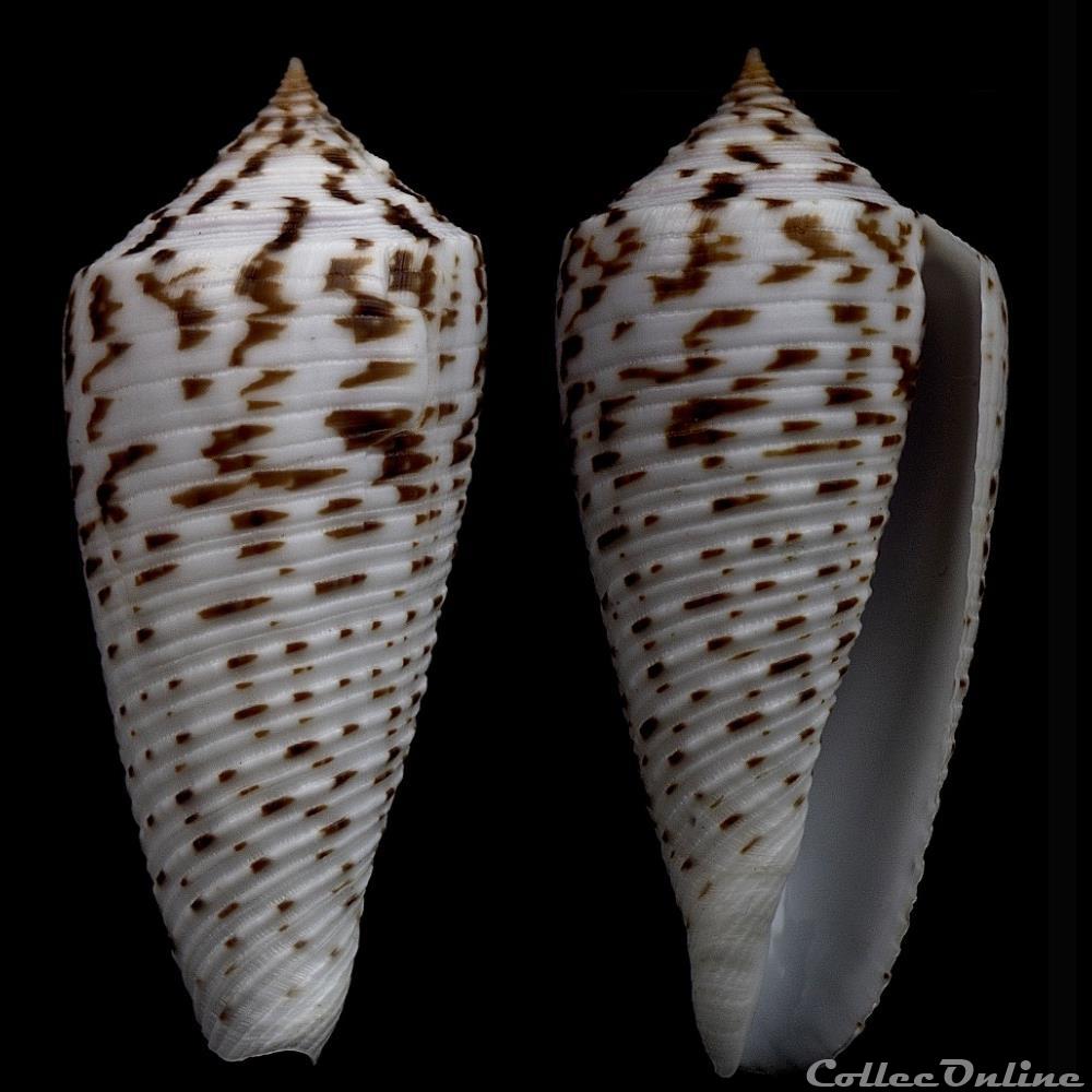 Phasmoconus (Phasmoconus) segondensis (Fenzan, 2008) coquillage fossile gastropodum phasmoconus phasmoconus segondensis fenzan 2008
