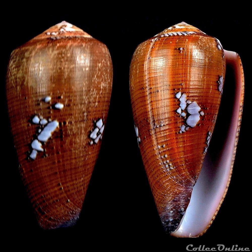 Darioconus behelokensis (Lauer, 1989) coquillage fossile gastropodum darioconus behelokensis lauer 1989