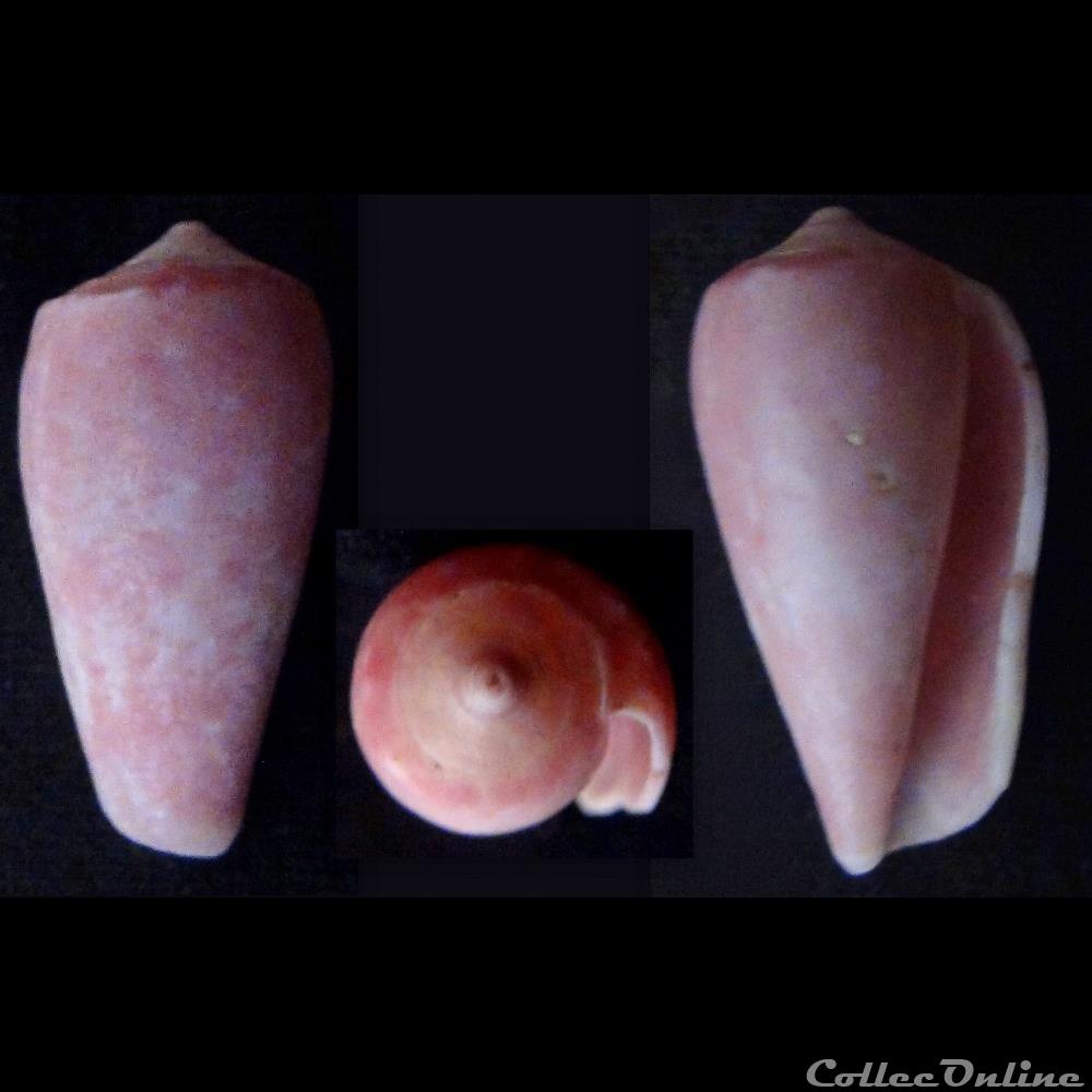 Textilia (Textilia) solangeae (Bozzetti , 2004) coquillage fossile gastropodum textilia textilia solangeae bozzetti 2004