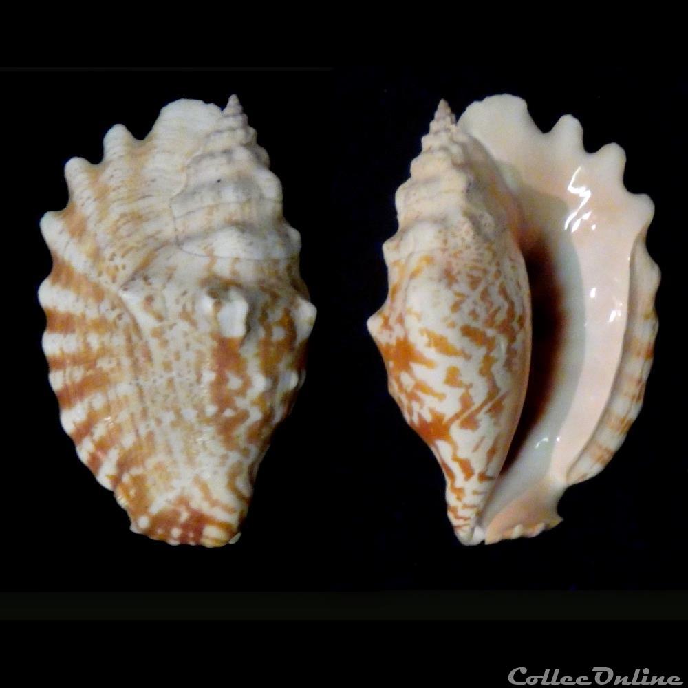 coquillage fossile gastropodum sinustrombus sinuatus lightfoot 1786