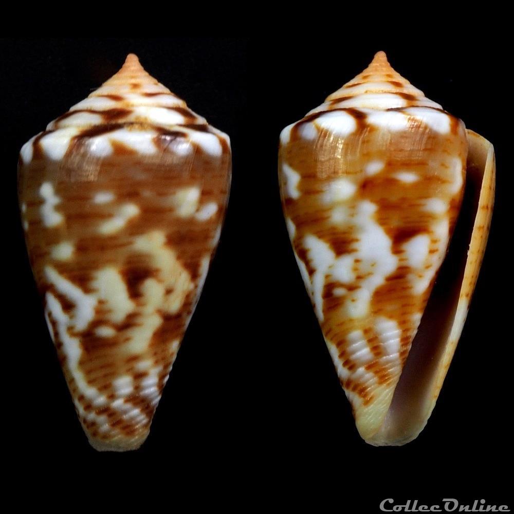 Dauciconus (Purpuriconus) brasiliensis (Clench, 1942) coquillage fossile gastropodum dauciconus purpuriconus brasiliensis clench 1942