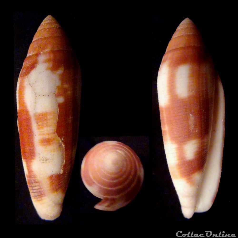 Virgiconus (Pseudohermes) violaceus (Gmelin, 1792) coquillage fossile gastropodum virgiconus pseudohermes violaceus gmelin 1792