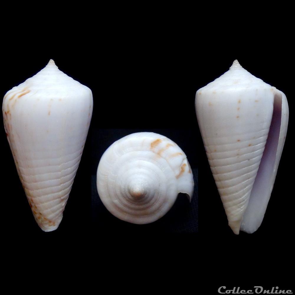 Phasmoconus (Phasmoconus) inscriptus (Reeve, 1843) coquillage fossile gastropodum phasmoconus phasmoconus inscriptus reeve 1843