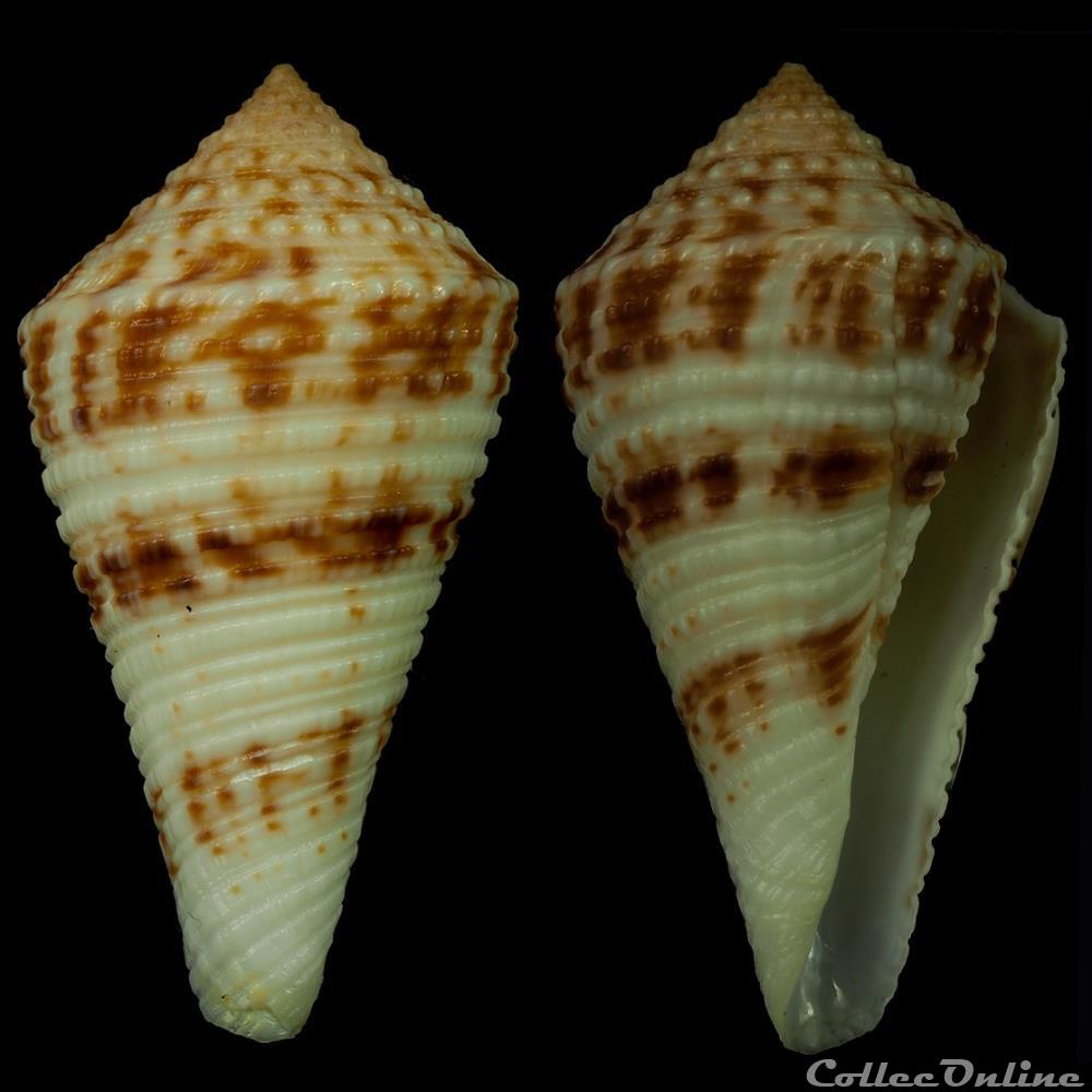 coquillage fossile gastropodum conasprella eucoronata sowerby iii 1903