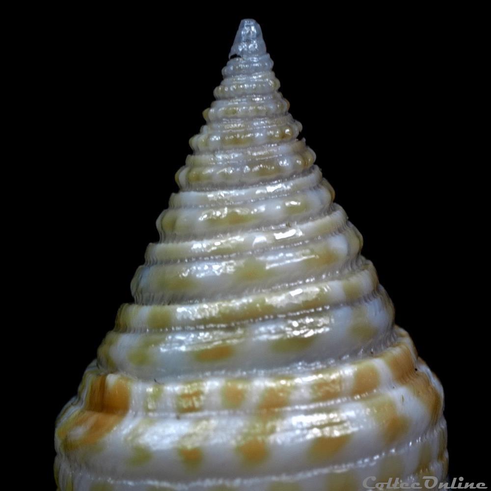 Fusiconus (Fusiconus) kantanganus (da Motta, 1982) coquillage fossile gastropodum fusiconus fusiconus kantanganus da motta 1982