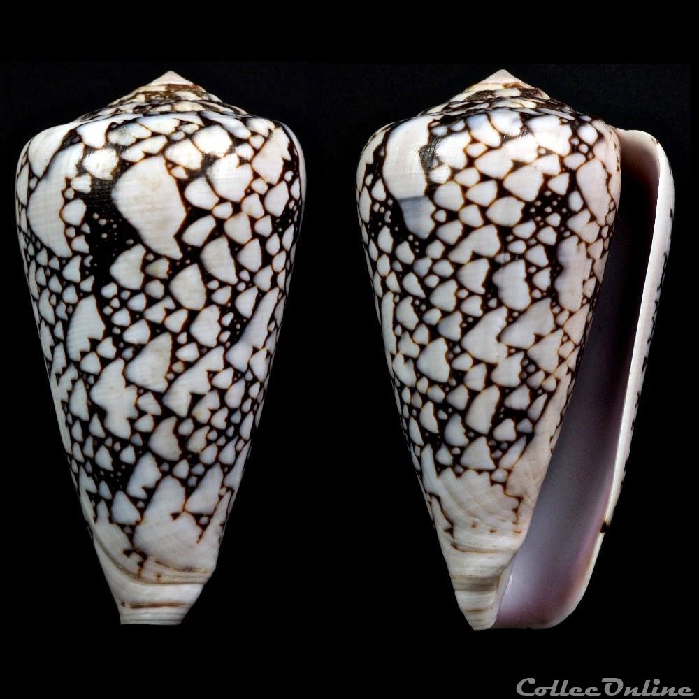 Darioconus pennaceus bazarutensis (Fernandes & Monteiro, 1988) coquillage fossile gastropodum darioconus pennaceus bazarutensis fernandes monteiro 1988