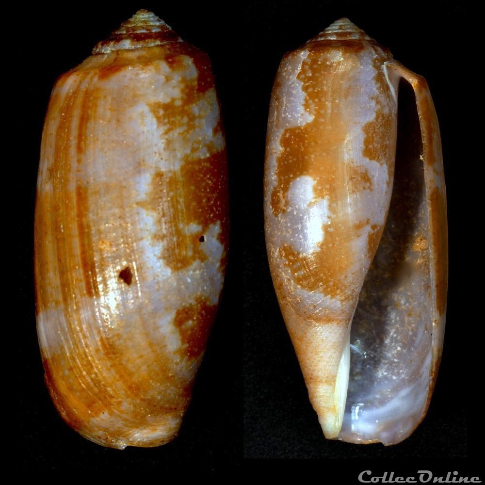 Gastridium obscurum (Sowerby I & II, 1833) coquillage fossile gastropodum gastridium obscurum sowerby i ii 1833