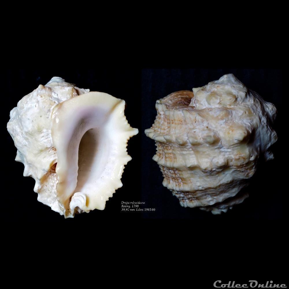 coquillage fossile gastropodum drupa rubusidaeus roding 1798