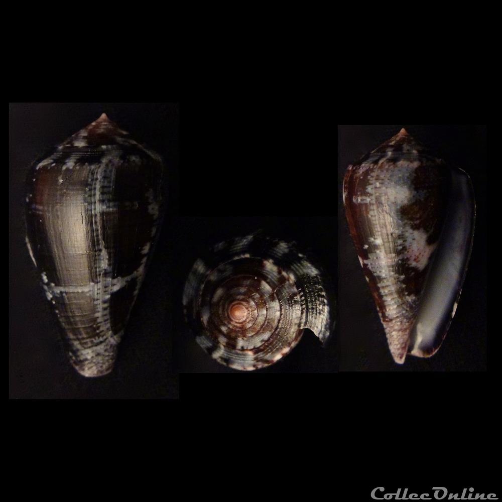 Chelyconus purpurascens (Sowerby I & II, 1833) coquillage fossile gastropodum chelyconus purpurascens sowerby i ii 1833