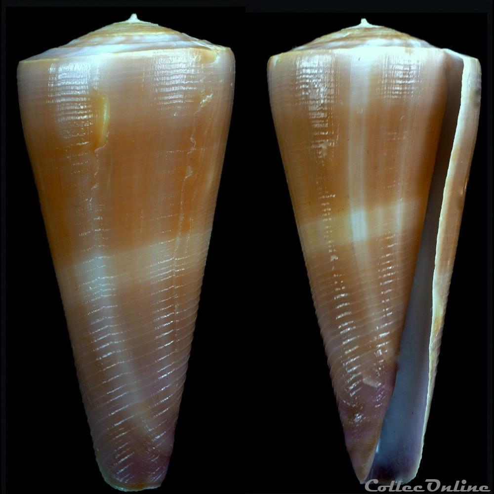 Virgiconus kintoki (Habe & Kosuge, 1970) coquillage fossile gastropodum virgiconus kintoki habe kosuge 1970