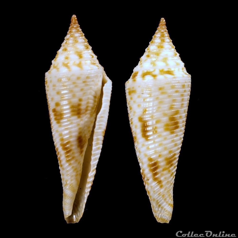 Fusiconus (Fusiconus) sp (Reeve, 1844) coquillage fossile gastropodum fusiconus fusiconus sp reeve 1844