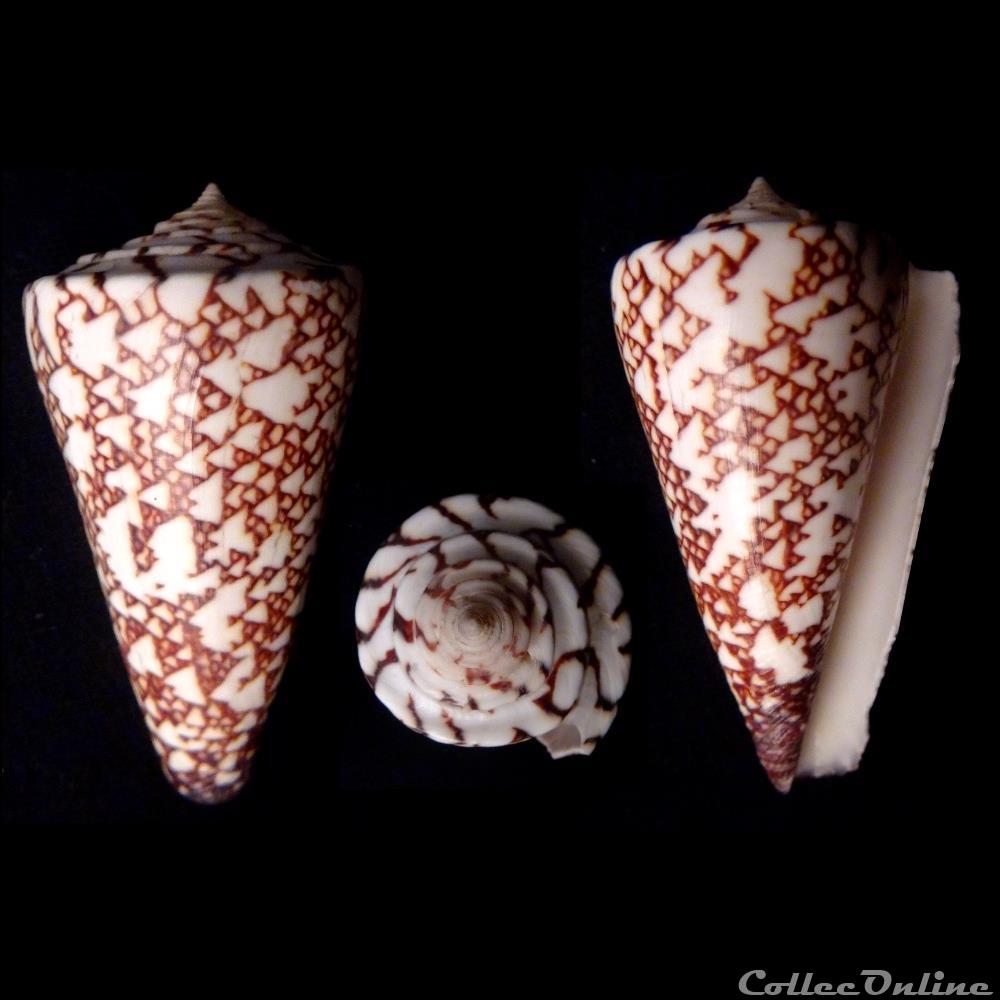 Calibanus (Thalassiconus) thalassiarchus (Sowerby I, 1834) coquillage fossile gastropodum calibanus thalassiconus thalassiarchus sowerby i 1834