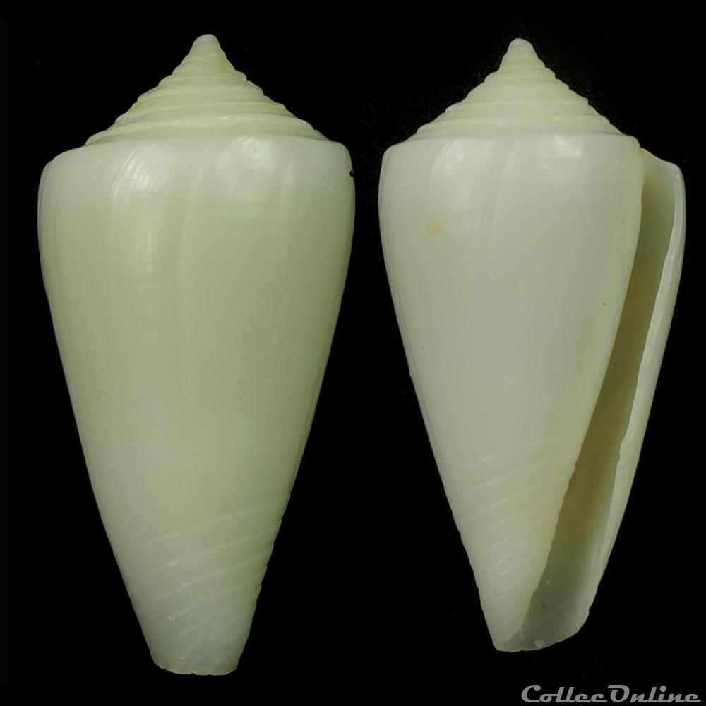 Dauciconus (Dauciconus) flavescens (Sowerby I, 1834) coquillage fossile gastropodum dauciconus dauciconus flavescens sowerby i 1834