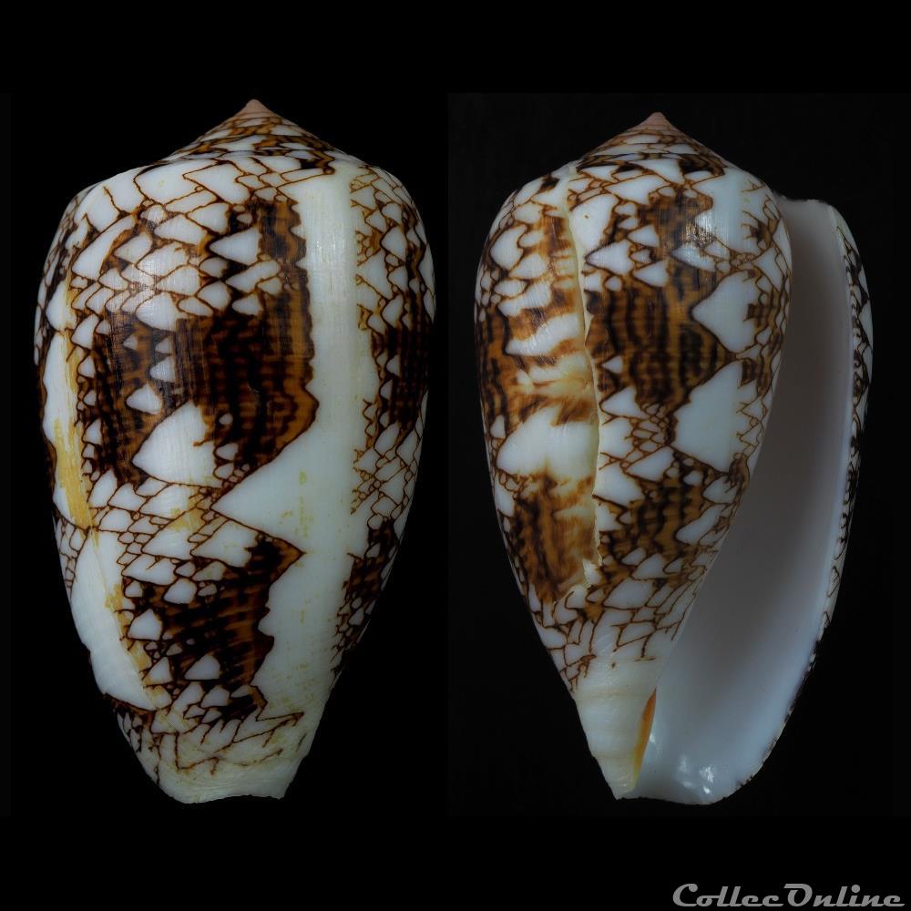 coquillage fossile gastropodum cylindrus archiepiscopus f verriculum reeve 1843