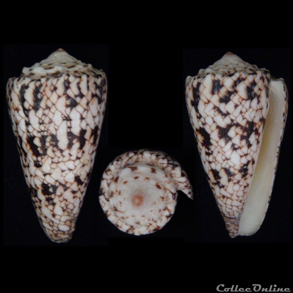 Conus nicobaricus Hwass in Bruguière, 1792 coquillage fossile gastropodum conus nicobaricus hwass in bruguiere 1792