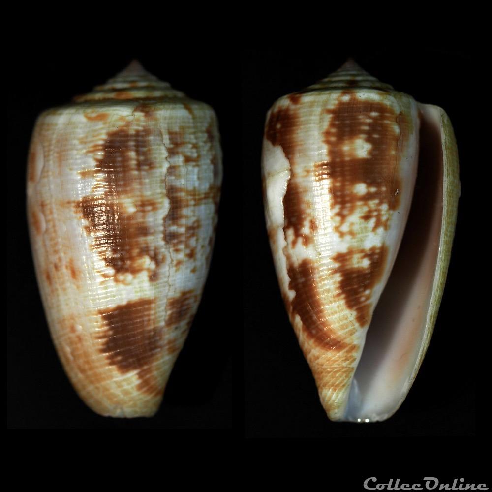 Floraconus (Floraconus) novaehollandiae (A. Adams, 1854) coquillage fossile gastropodum floraconus floraconus novaehollandiae a adams 1854