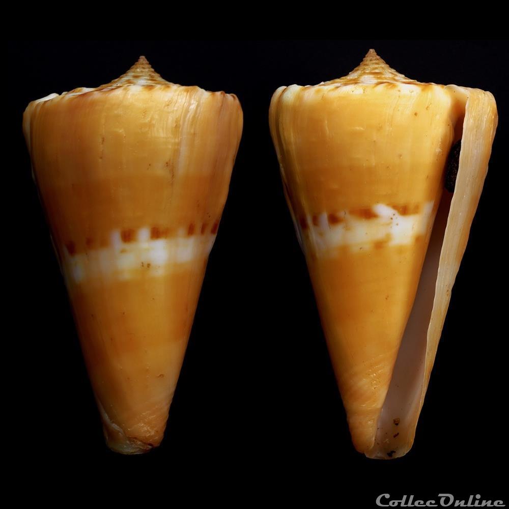 Dauciconus (Dauciconus) riosi (Petuch, 1986) coquillage fossile gastropodum dauciconus dauciconus riosi petuch 1986