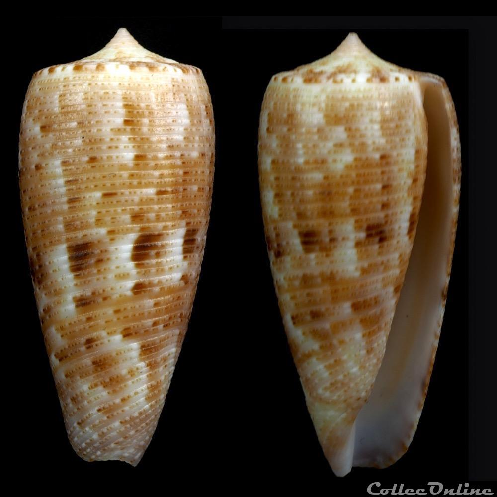 Phasmoconus (Phasmoconus) nimbosus (Hwass in Bruguière, 1792) coquillage fossile gastropodum phasmoconus phasmoconus nimbosus hwass in bruguiere 1792