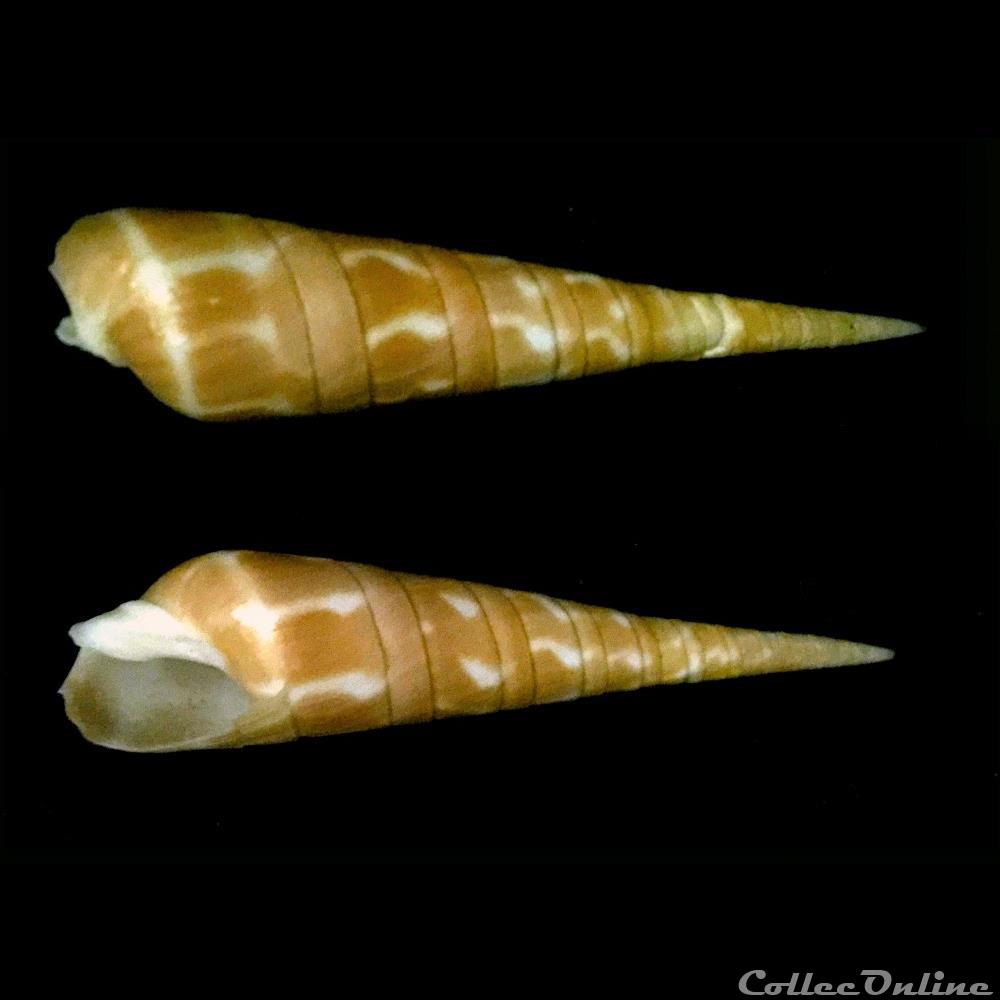 coquillage fossile gastropodum oxymeris dimidiata linnaeus 1758
