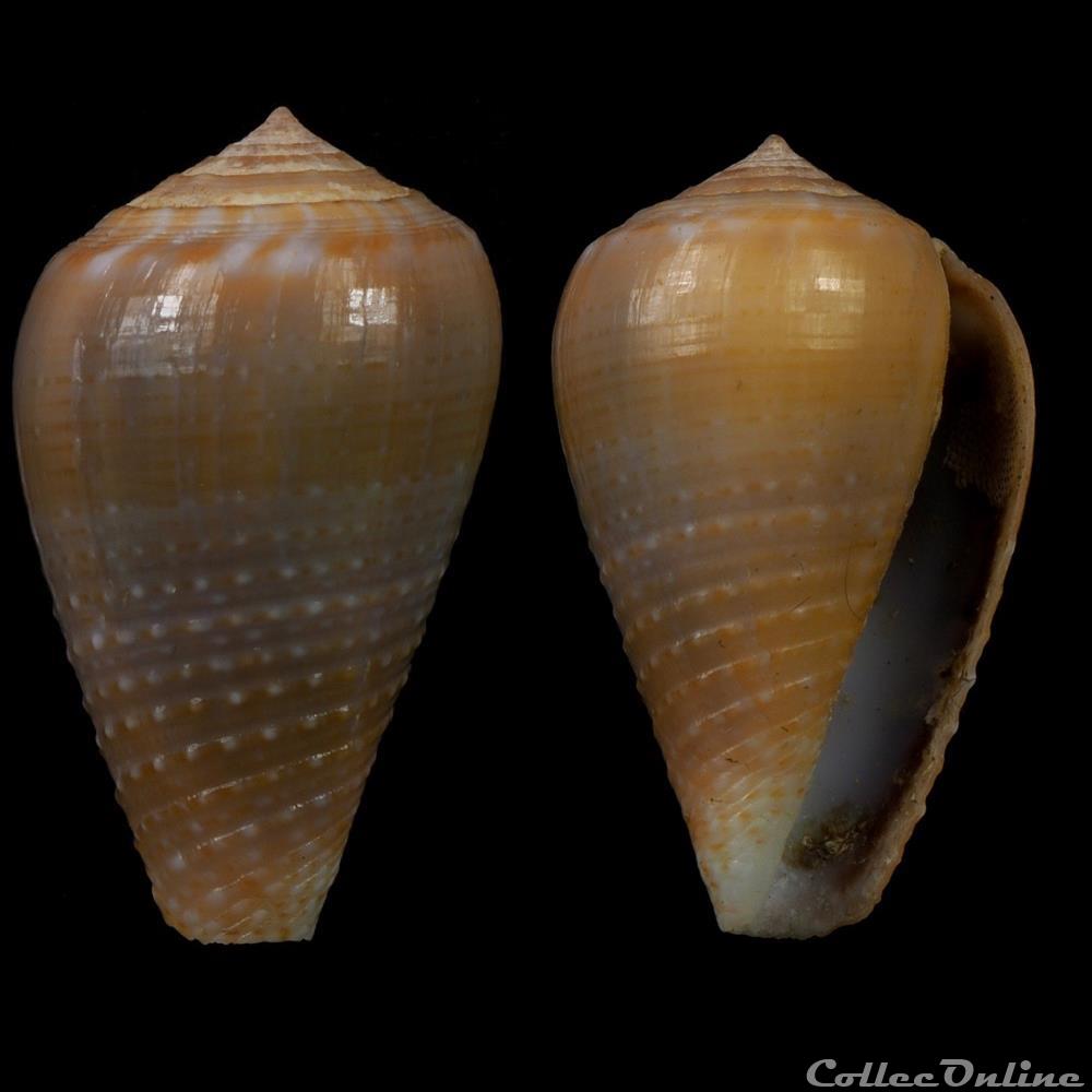 Pionoconus catus (Hwass in Bruguière, 1792) coquillage fossile gastropodum pionoconus catus hwass in bruguiere 1792