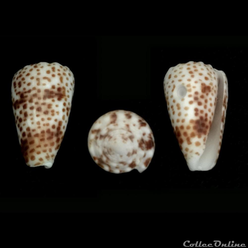 Puncticulis vautieri (Kiener, 1845) coquillage fossile gastropodum puncticulis vautieri kiener 1845