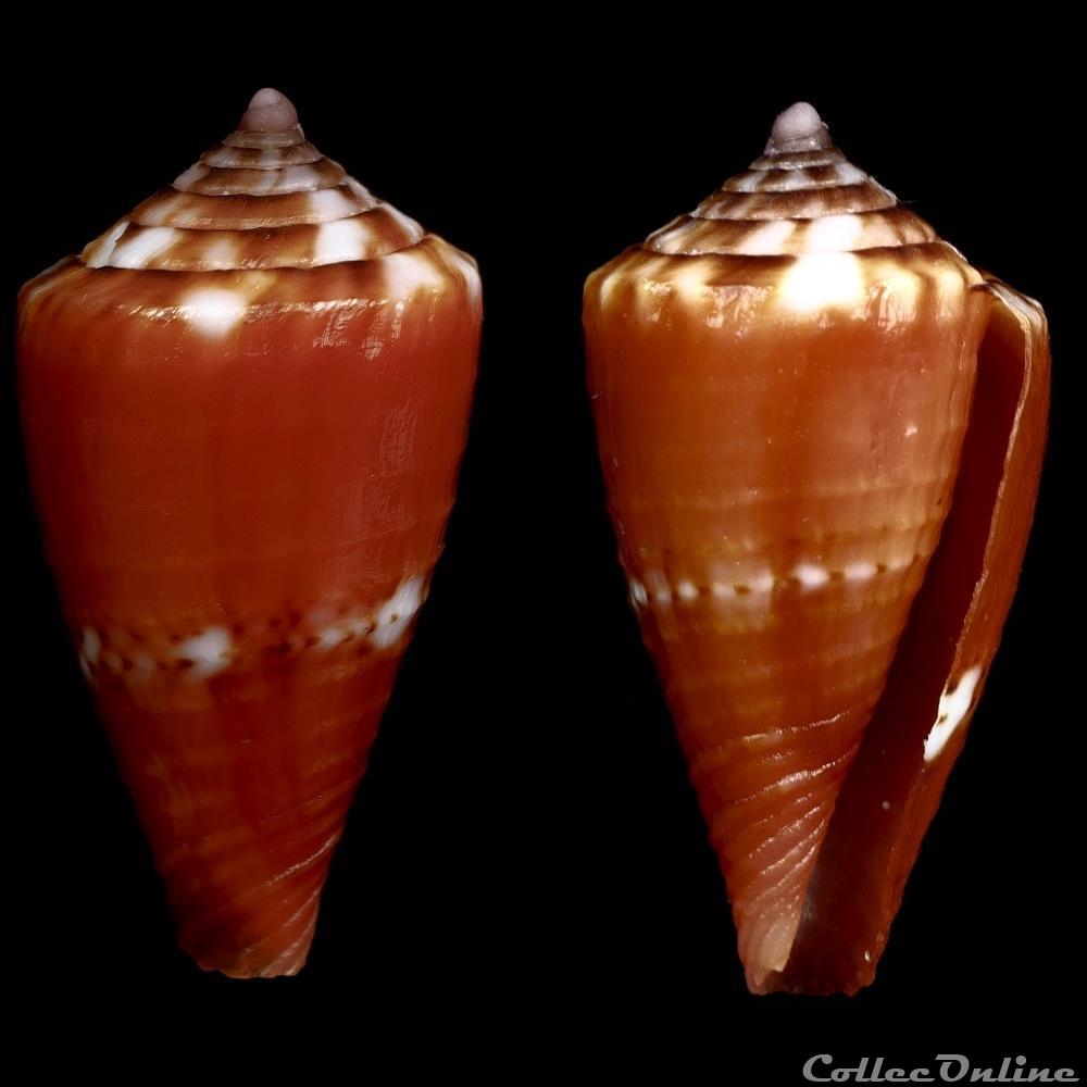 Dauciconus (Purpuriconus) pseudocardinalis (Coltro, 2004) coquillage fossile gastropodum dauciconus purpuriconus pseudocardinalis coltro 2004