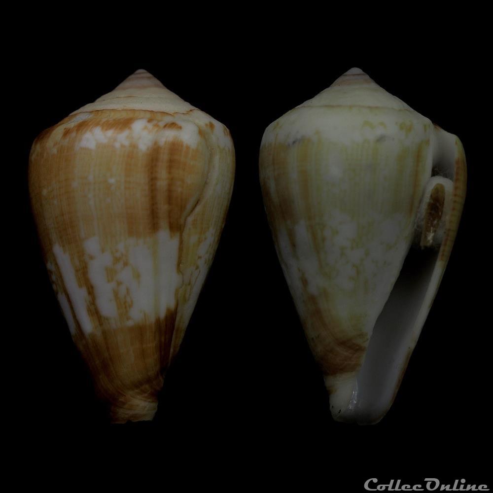 coquillage fossile gastropodum lautoconus africonus swinneni tenorio afonso cunha rolan 2014