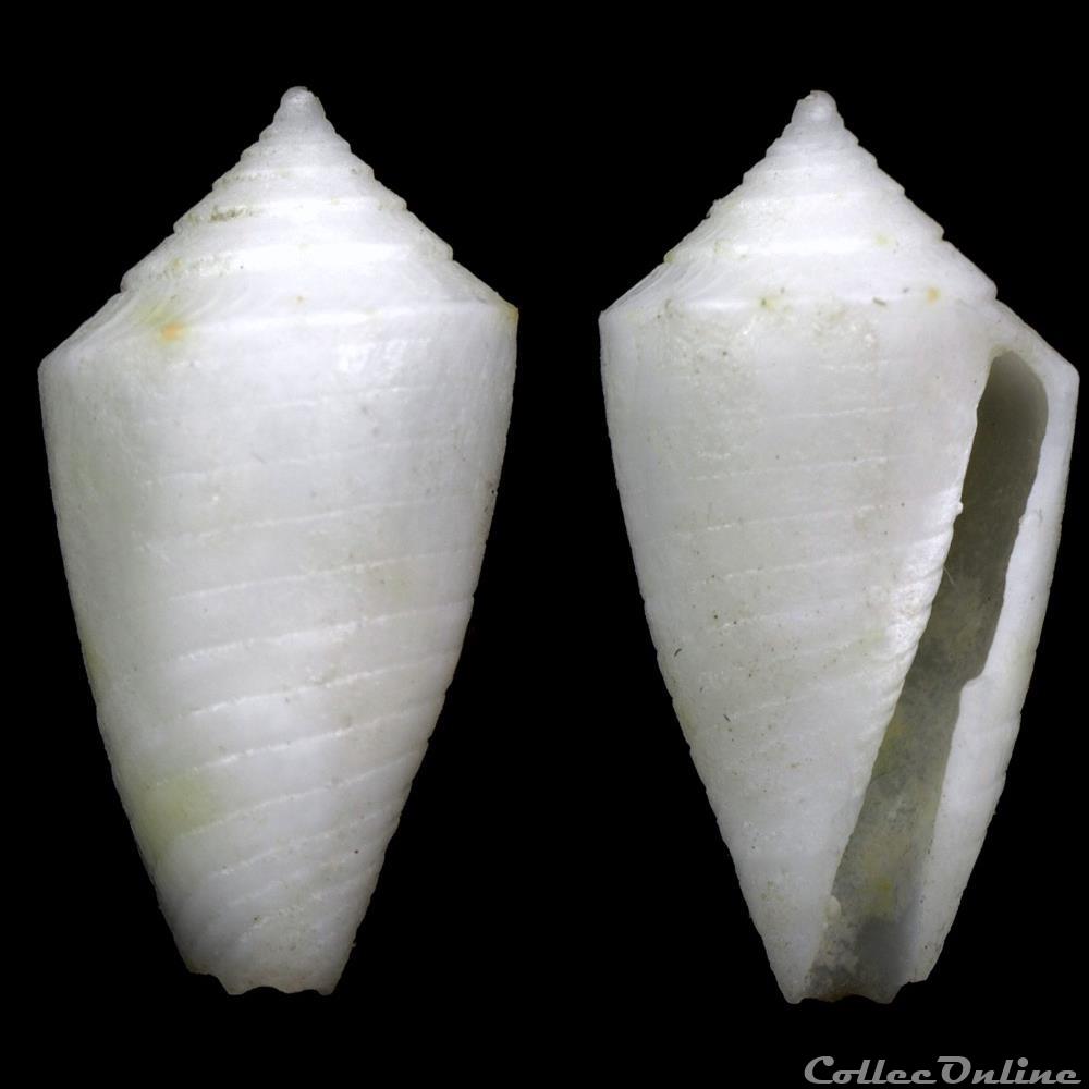 coquillage fossile gastropodum ximeniconus jaspidiconus exumaensis petuch 2013