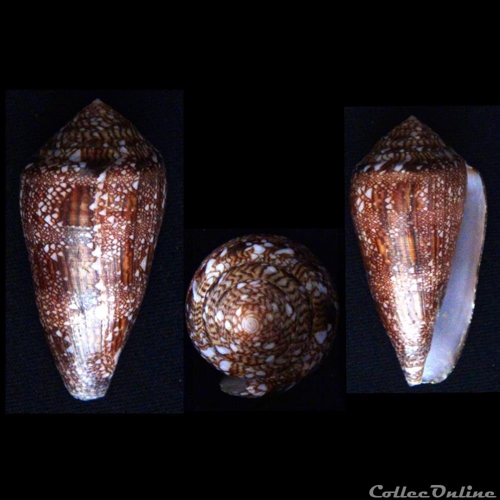 Cylindrus dalli (Stearns, 1873) coquillage fossile gastropodum cylindrus dalli stearns 1873