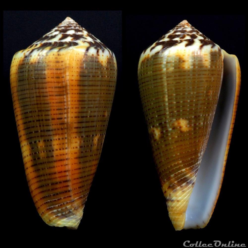 Pionoconus circae Dillwyn, 1817 coquillage fossile gastropodum pionoconus circae dillwyn 1817