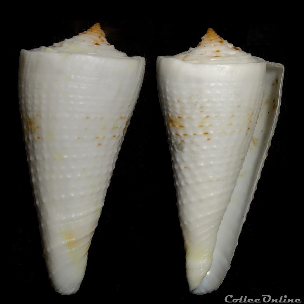 coquillage fossile gastropodum kioconus kioconus tribblei walls 1977