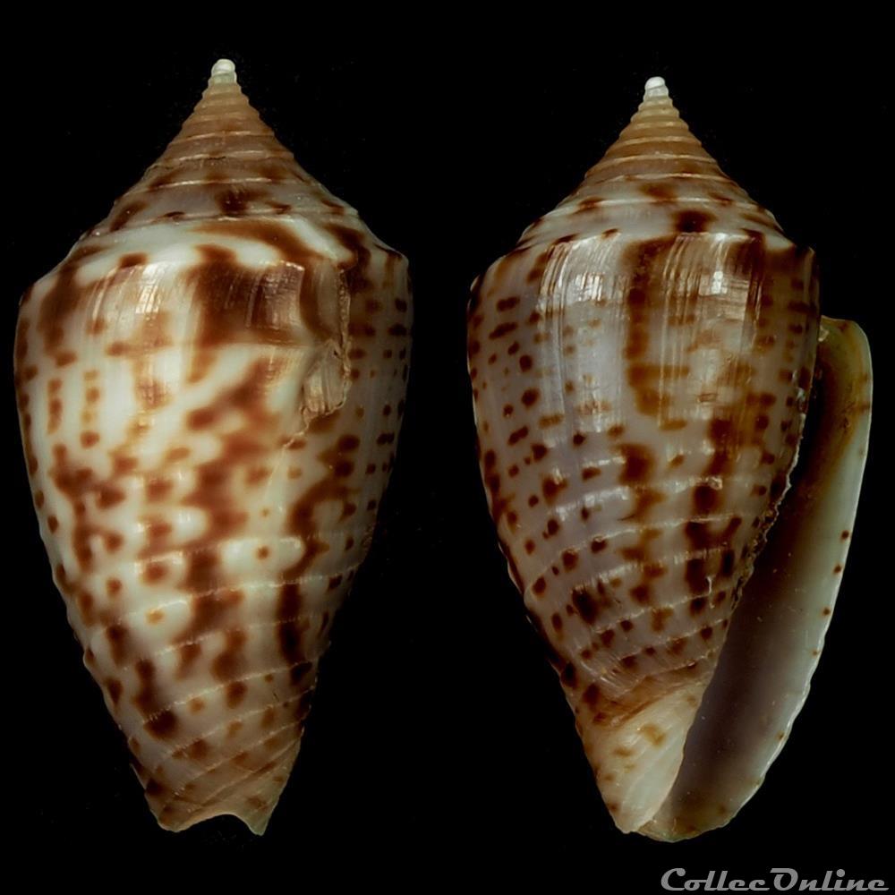 Ximeniconus (Perplexiconus) puncticulatus puncticulatus (Hwass in Bruguière, 1792) coquillage fossile gastropodum ximeniconus perplexiconus puncticulatus puncticulatus hwass in bruguiere 1792