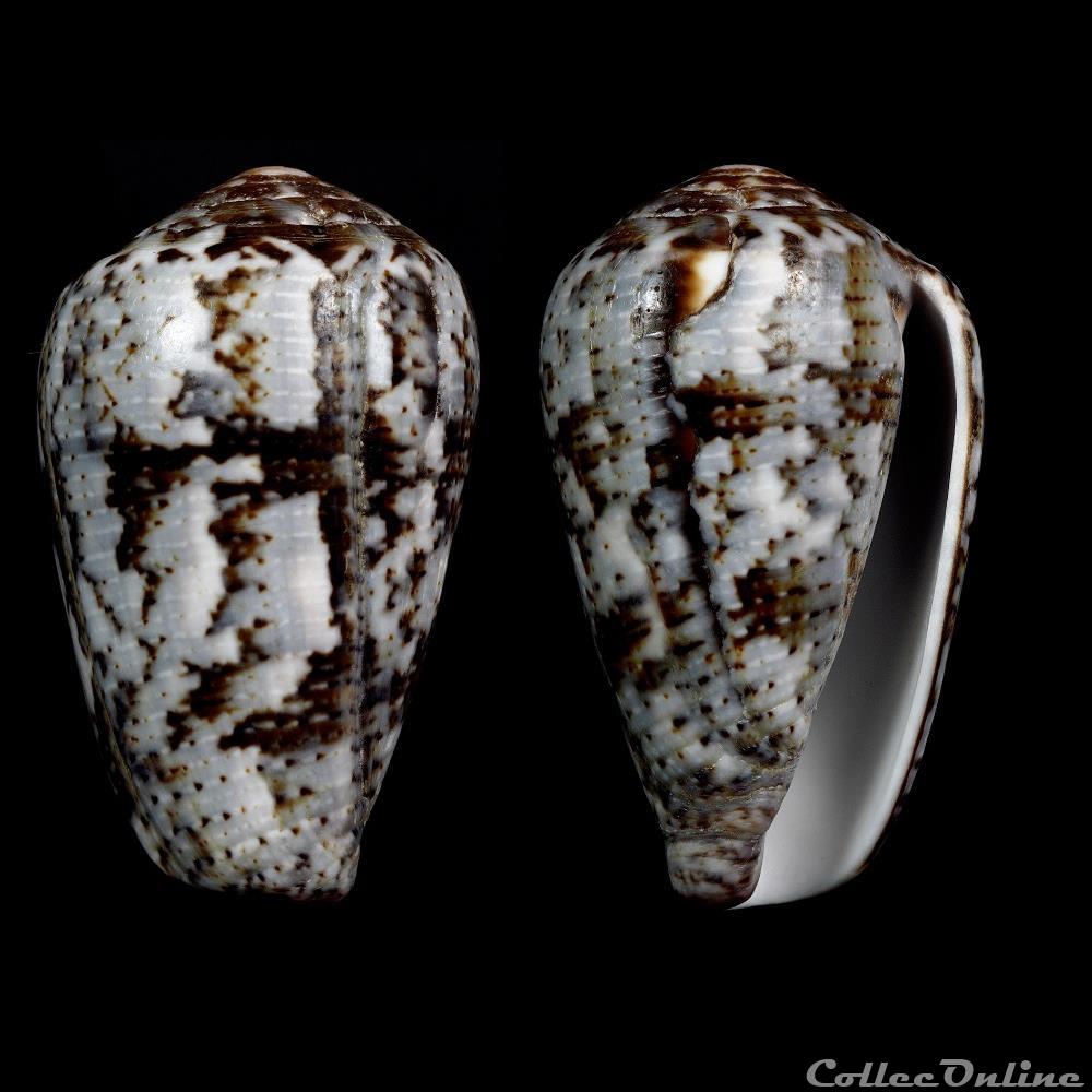 Pionoconus koukae Monnier, Limpalaer & Robin, 2013 coquillage fossile gastropodum pionoconus koukae monnier limpalaer robin 2013