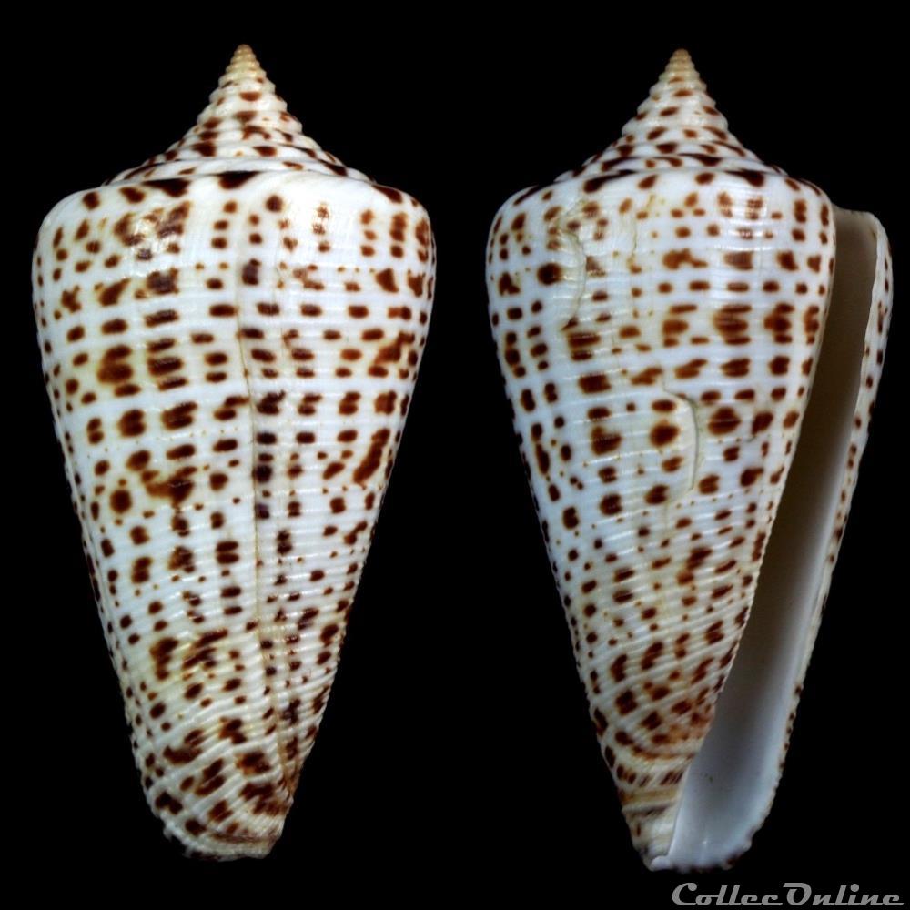 Lindaconus sp (Dillwyn, 1817) coquillage fossile gastropodum lindaconus sp dillwyn 1817