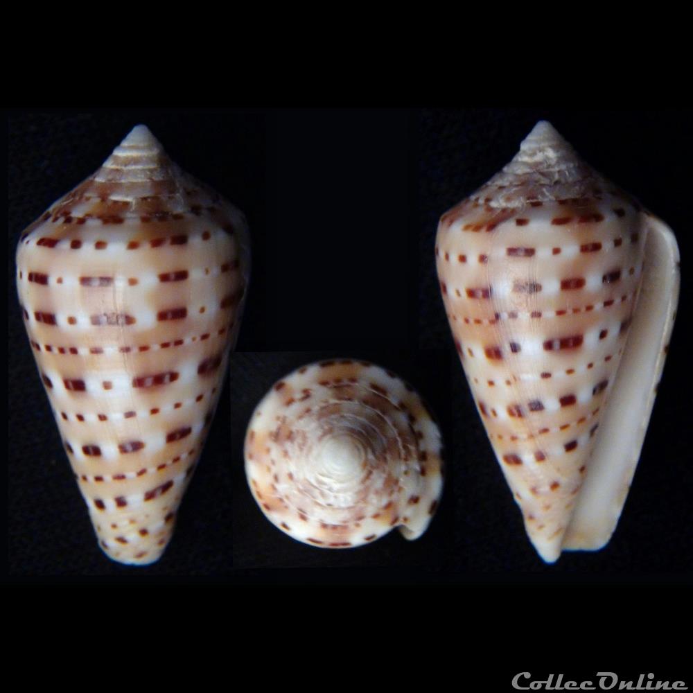Kalloconus (Genuanocpnus) genuanus (Linnaeus, 1758) coquillage fossile gastropodum kalloconus genuanocpnus genuanus linnaeus 1758